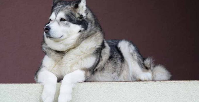 Trucos para adiestrar a un perro grande en un apartamento pequeño