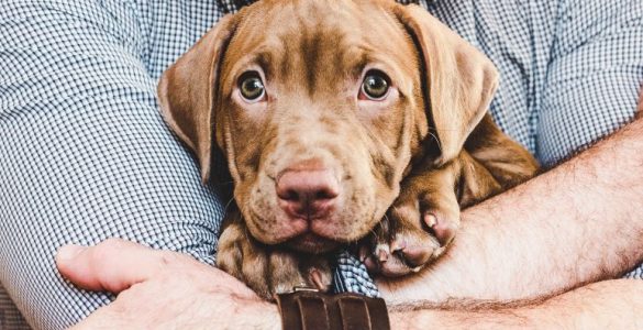 ¿Existe la dislexia en animales? - Apréndete