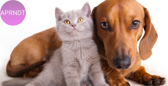 reconocer cuando nuestra mascota está enferma