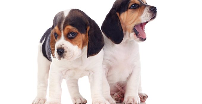 Los 11 nombres de perras más usados y su significado - Apréndete