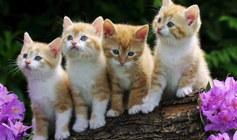 14 nombres para gatas hembras y su significado - Apréndete 14 nombres para gatas y su significado