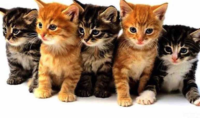 14 nombres para gatas y su significado