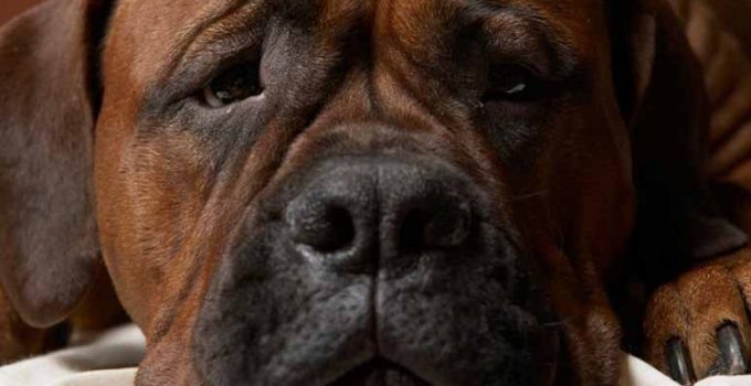 ¿Por qué las mascotas se deprimen?