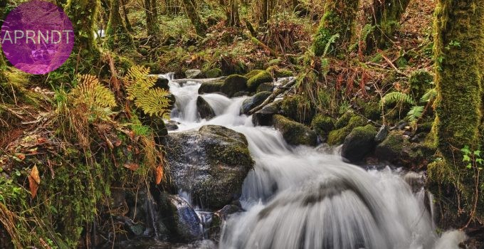 mejores bosques de España