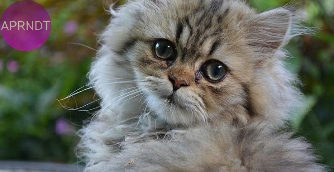 razas de gatos para dueños primerizos