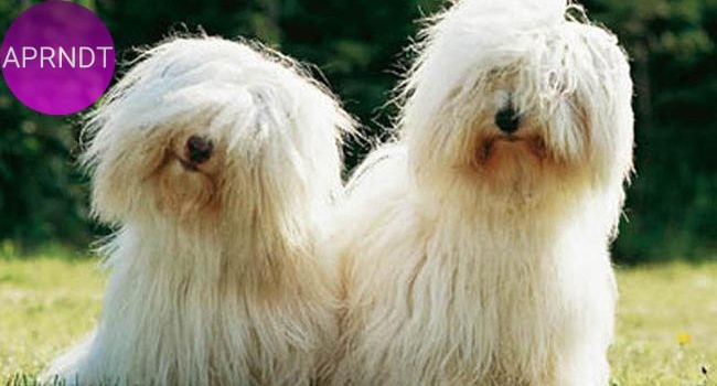 razas de perros tranquilos