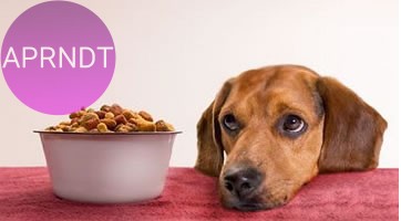 reconocer quemi mascota está deprimida