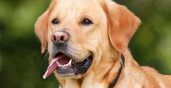 Las 7 razas de perros de caza más destacadas