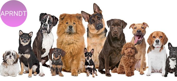 Curiosidades sobre las razas de perros