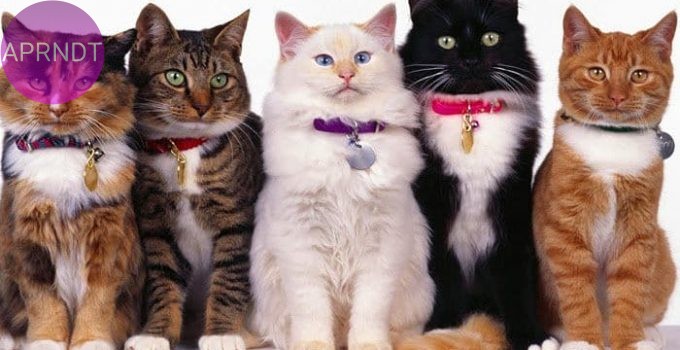 Curiosidades sobre razas de gatos