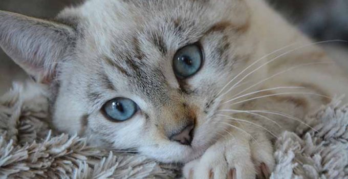 7 beneficios de tener un gato en casa