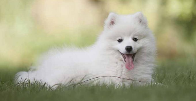 ¿Son seguras todas las frutas para tu perro?