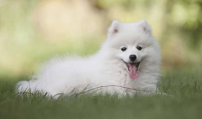 ¿Son seguras todas las frutas para tu perro?