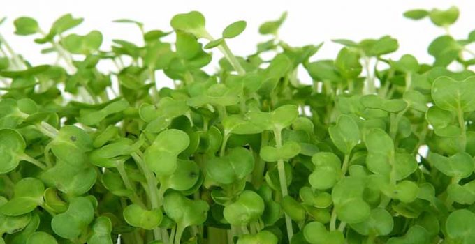 Agua de berros para perder peso - Apréndete