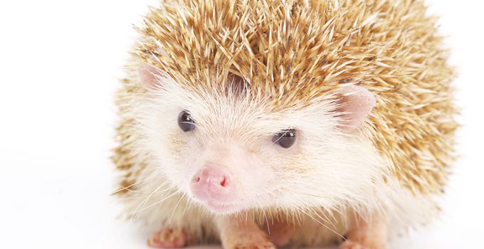 10 curiosidades sobre los animales exóticos que quizás no conoces - Apréndete