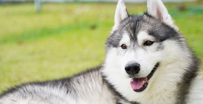 Orijen senior, un pienso para perros mayores ideal para mascotas de avanzada edad - Apréndete