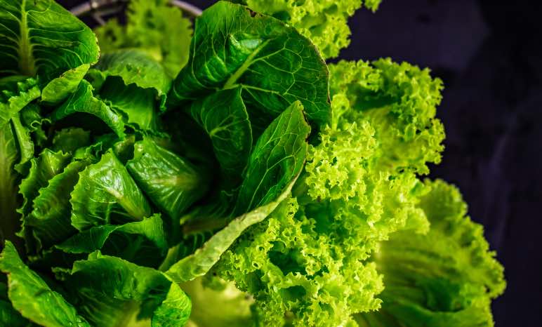 5 beneficios del té de lechuga para la salud - Apréndete