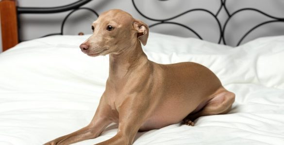 Galgo italiano: 7 rasgos que identifican a esta raza canina - Apréndete Galgo italiano: 7 rasgos que identifican a esta raza canina - Apréndete