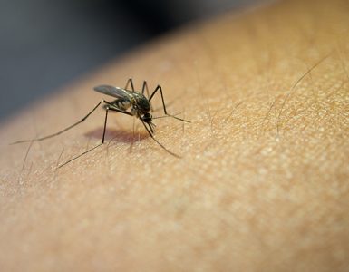 Cómo protegerse de los mosquitos de manera natural - Apréndete Cómo protegerse de los mosquitos de manera natural - Apréndete